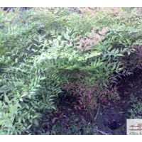 成都南天竹供應(yīng)