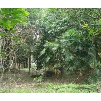 棕竹苗木 80公分-1.5米