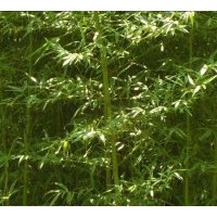 河南早園竹苗圃基地.賣(mài)河南早園竹