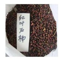 供應(yīng)紅葉石楠種子