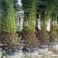 供應(yīng)加拿利海棗