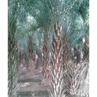 中東海棗1-4，中東海棗袋苗，中東海棗價格