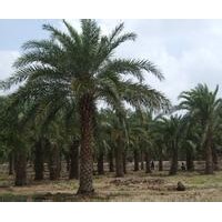 中東海棗小苗批發(fā)