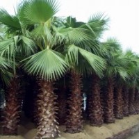 福建華棕批發(fā)低價處理，老人葵苗圃基地供應商