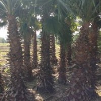 老人葵桿高4米1200元