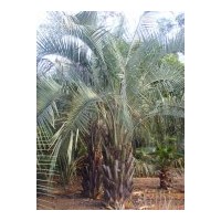 供應(yīng)布迪椰子