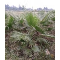 供應(yīng)老人葵小苗