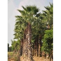 供應(yīng)：老人葵