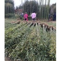 今日天津竹苗價(jià)格出售紫竹鋼竹青竹1-5公分竹苗價(jià)格