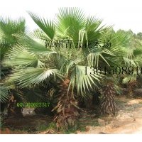 供應(yīng)華棕：老人葵、老公仔椰子、加州葵、絲葵、華盛頓葵、華盛頓