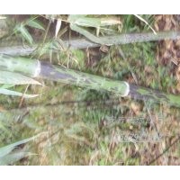 各種觀賞竹 斑竹每株2cm/8.5元