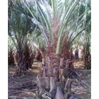 供應(yīng)布迪椰子