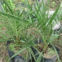 加拿利海棗小苗發(fā)