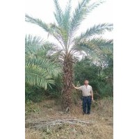 低價(jià)處理一批中東海棗，桿高1-3M，20000棵