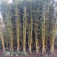 買便宜竹苗盡在四季青竹業(yè)出售毛竹青竹紫竹1-5公分竹苗