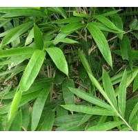 常年供應各種規(guī)格箬竹