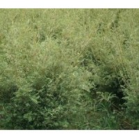 成都鳳尾竹苗木批發(fā) 觀音竹 竹子 成都竹子 綠化