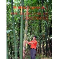 麻竹苗 黑皮冬瓜 沙糖桔