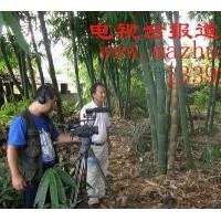 龍竹苗 麻竹苗 甜竹苗