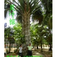 供應(yīng)貝葉棕