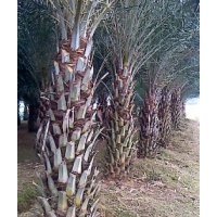 供應(yīng)中東海棗（銀海棗）