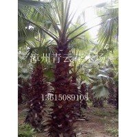 棕、老人葵、老公仔椰子、加州葵、絲葵、華盛頓葵、華盛頓棕