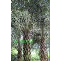 中東海棗、銀海棗