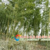 供應(yīng)竹子，竹苗、剛竹，毛竹，紫竹