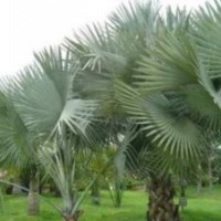 貴州董棕，貴州董棕樹，貴州霸王棕