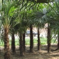 出售棕櫚，棕樹，加拿利海棗，圍墻綠籬竹子零售批發(fā)