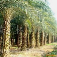 中東海棗價格，千畝中東海棗農(nóng)戶直銷