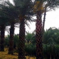 福建中東海棗價格 中東海棗報價 銀海棗 自產(chǎn)自銷