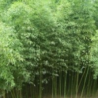 供應青竹、黃竹、羅漢竹、金鑲玉竹