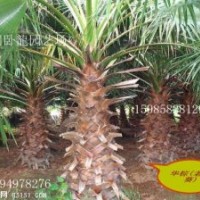 華棕加拿利海棗、中東海棗、銀海棗、華棕（華盛頓棕櫚）