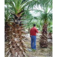 華棕 老人葵 華盛頓棕櫚