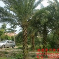 供應中東海棗(銀海棗)