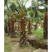 老人葵1-6m，華棕，華盛頓棕，老人葵價格