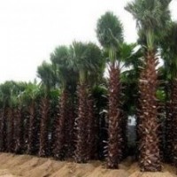 老人葵 福建老人葵 華棕 福建華棕 四川華棕供應(yīng)