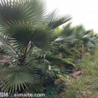 貴州老人葵桿高50-150公分13000株低價(jià)急售