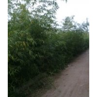 直銷淡竹，分尾竹，早園竹，黃槽竹