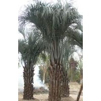 供應(yīng)布迪椰子價格 布迪椰子供應(yīng)商