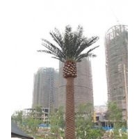 供應(yīng)加拿利海棗價格 加拿利海棗報價