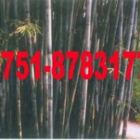 供應(yīng)青皮竹苗 單竹苗