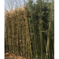 買便宜竹苗盡在石家莊竹苗出售毛竹青竹紫竹1-5公分竹苗