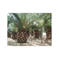 加拿利海棗桿高3米