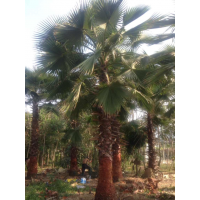 老人葵桿高5米清場甩賣