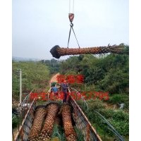 【特價】廣東銀海棗/中東海棗