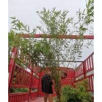 早園竹，剛竹，金鑲玉竹，四季青竹