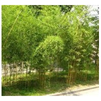 河北工程花灌木早園竹價(jià)格