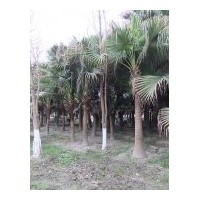 成都工程苗木矮生蒲葵高度：20公分